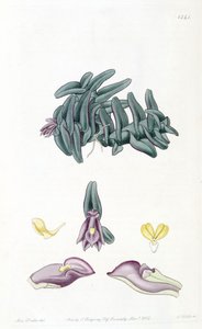 Nanodes discolor - Miss Drake